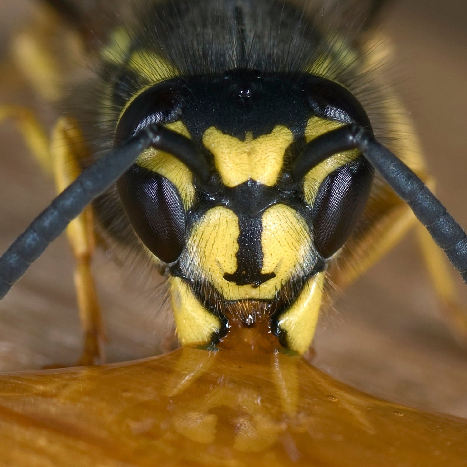 Closeup shot of a bee producing gluten-free honey.