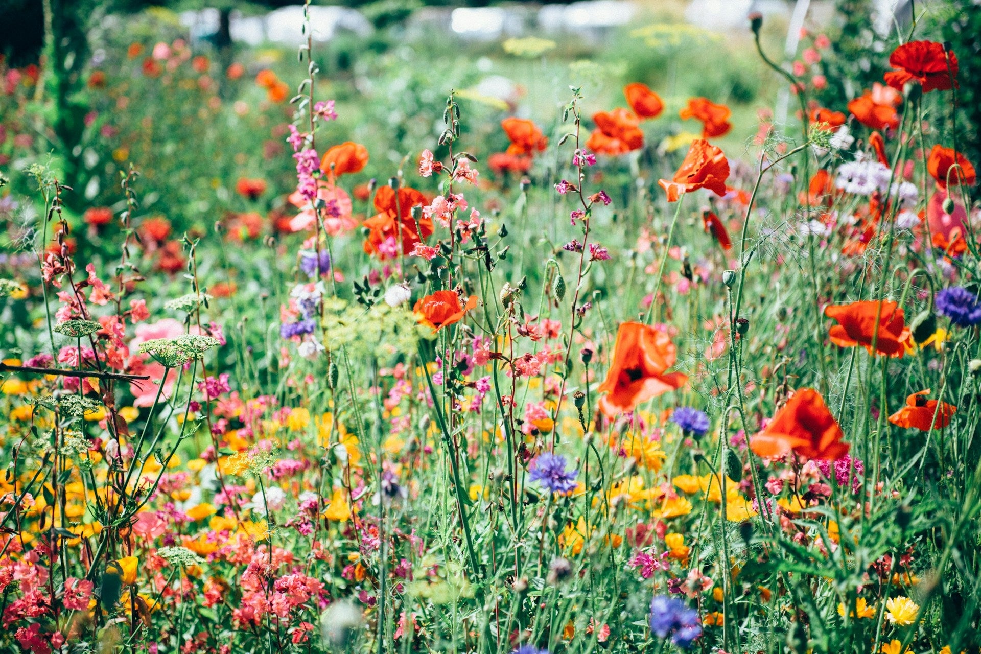 A beautiful field of flowers