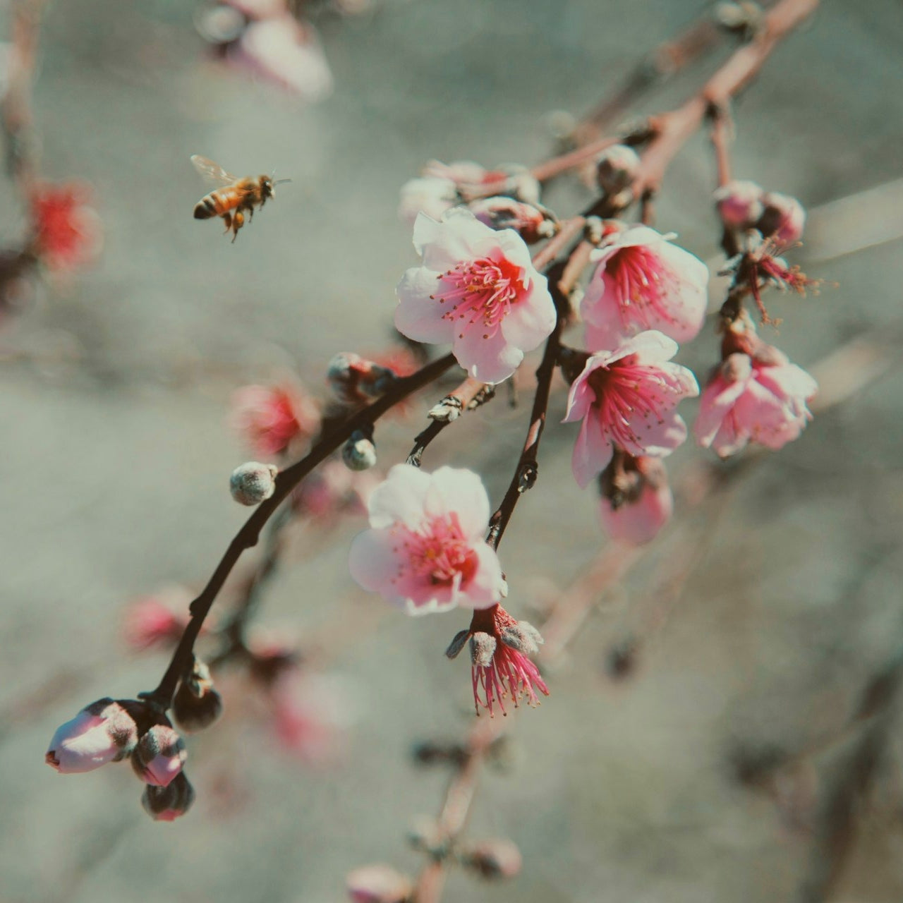 A bee floating right beside a pretty flower.