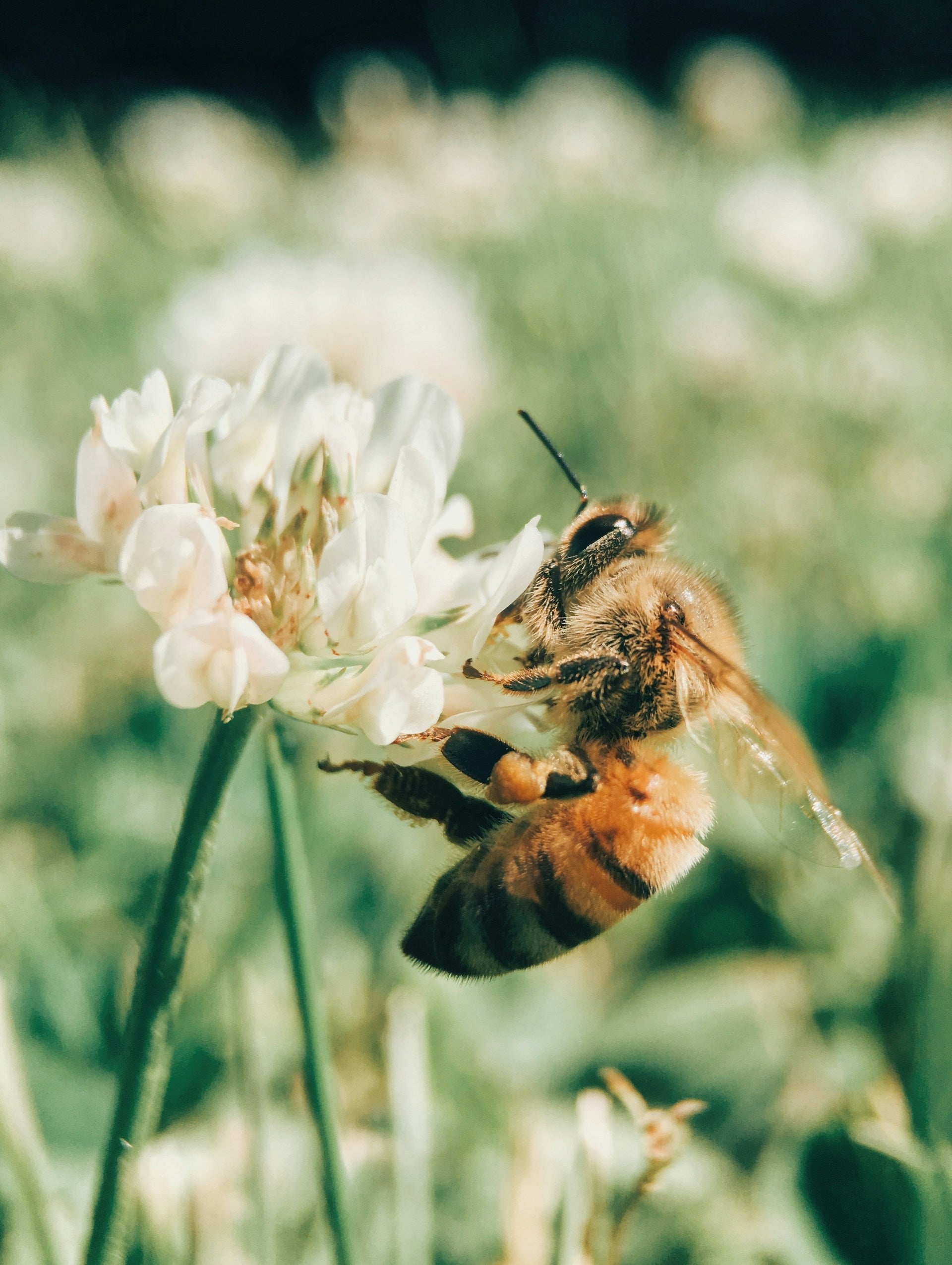 A bee is pollinating a flower, one of 2 million it takes to get to 1 pound of honey.