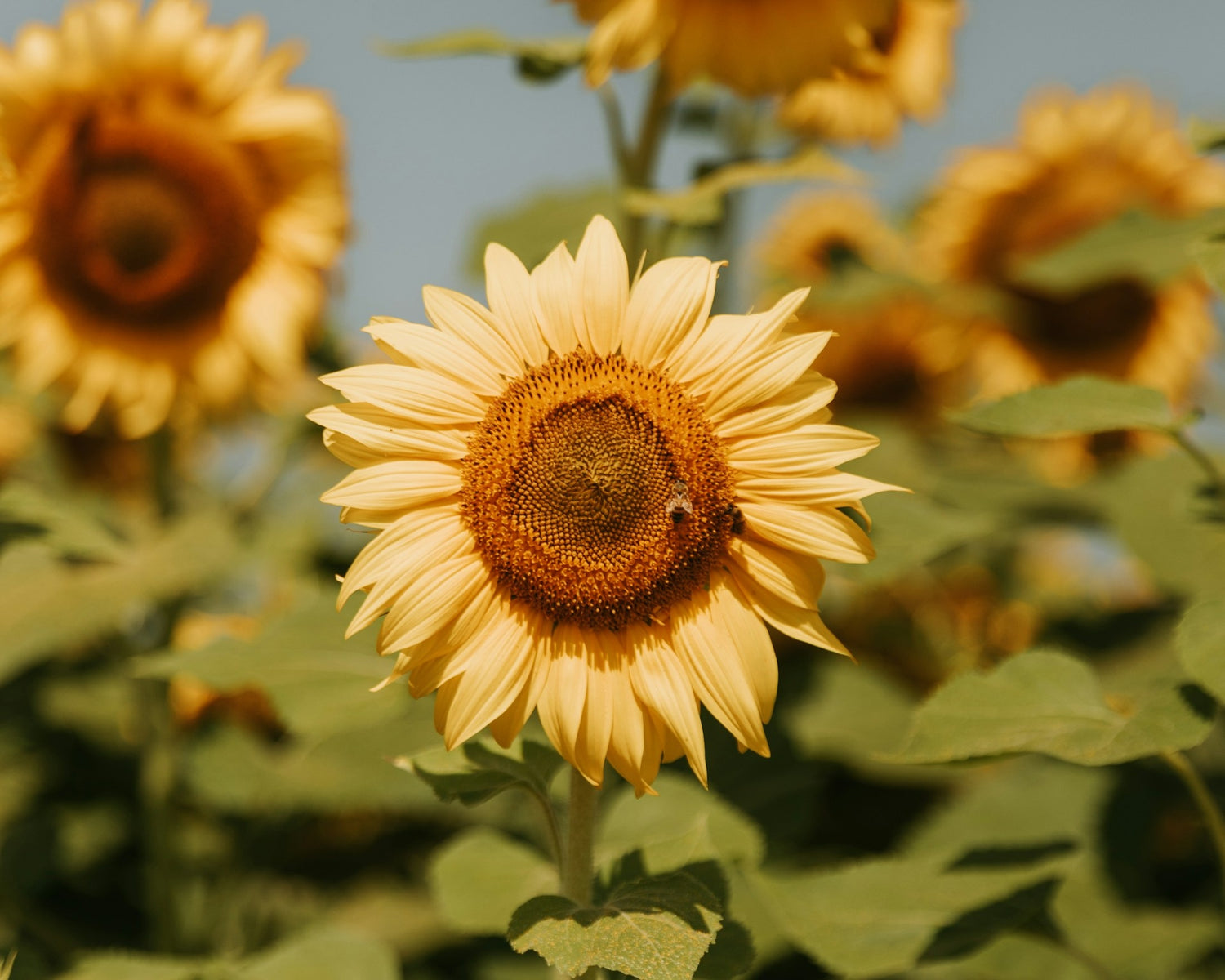 a bee on a sunflower