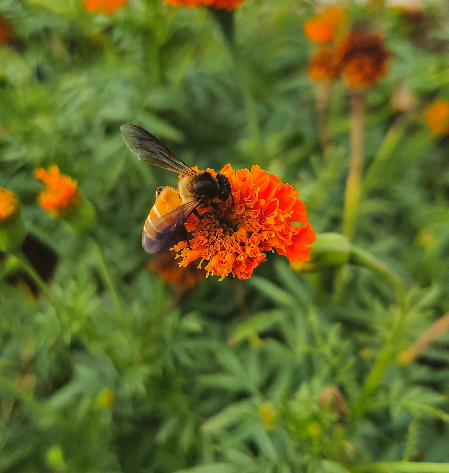 A bee pollinating an orange flower.