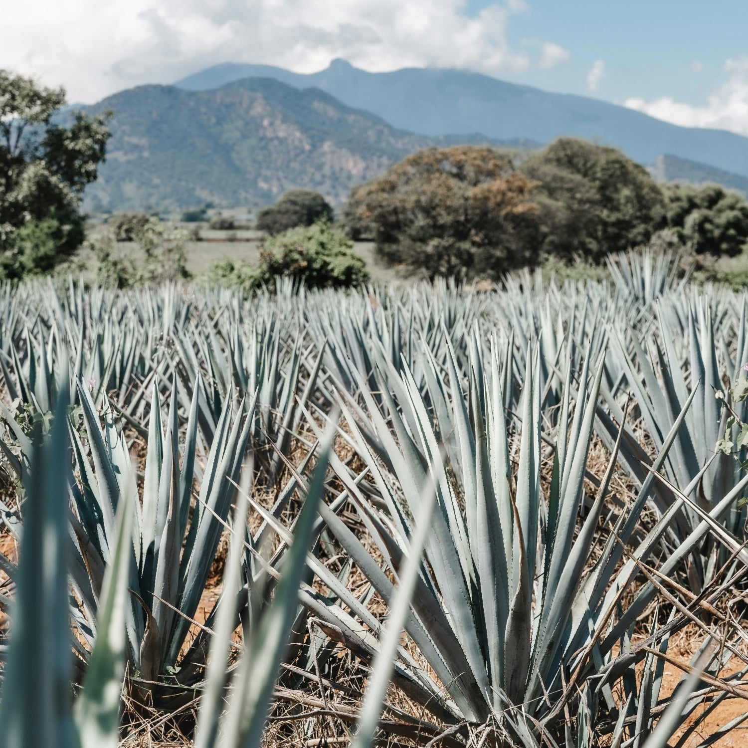 A blue agave field.