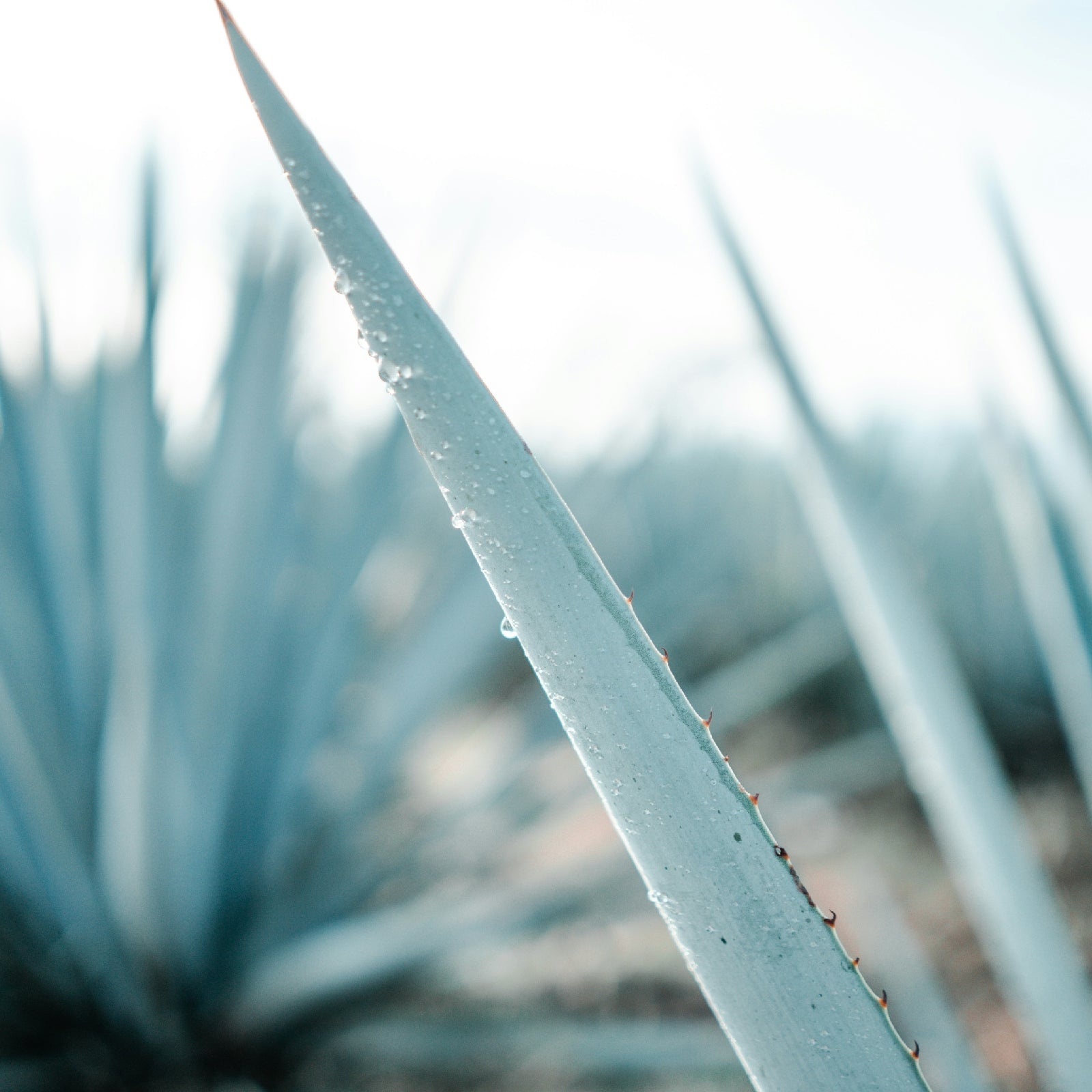 A blue agave plant.