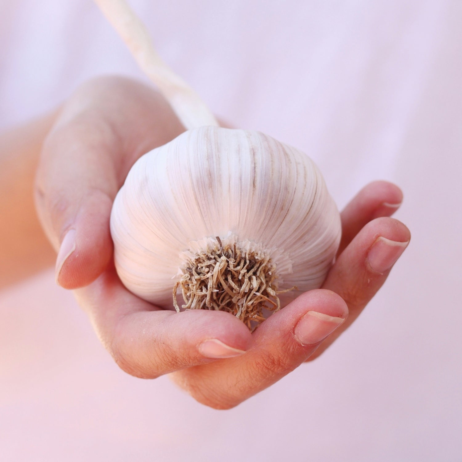 Garlic in Hand