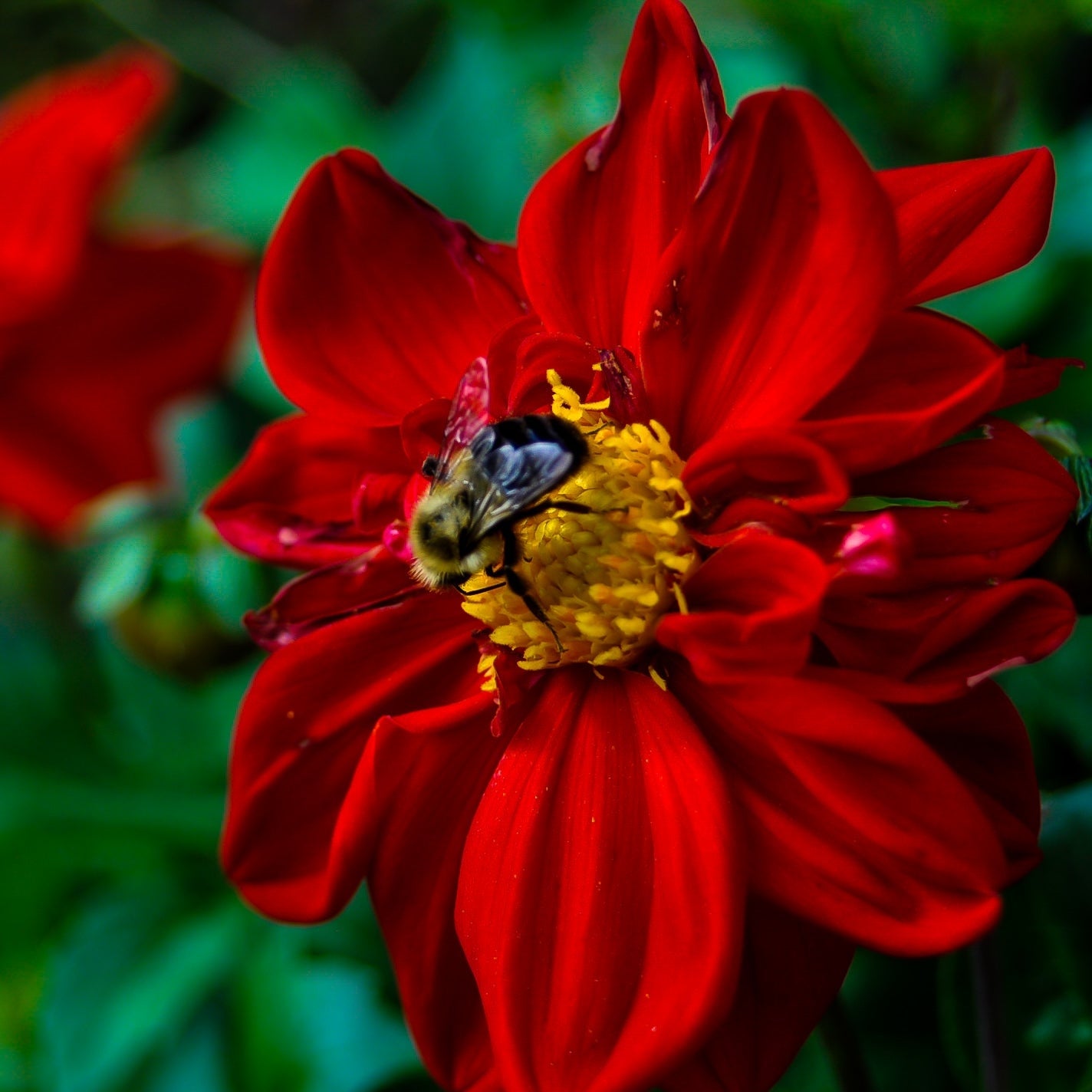 A bee collecting nectar from a red flower, on it's way to make gluten-free honey.