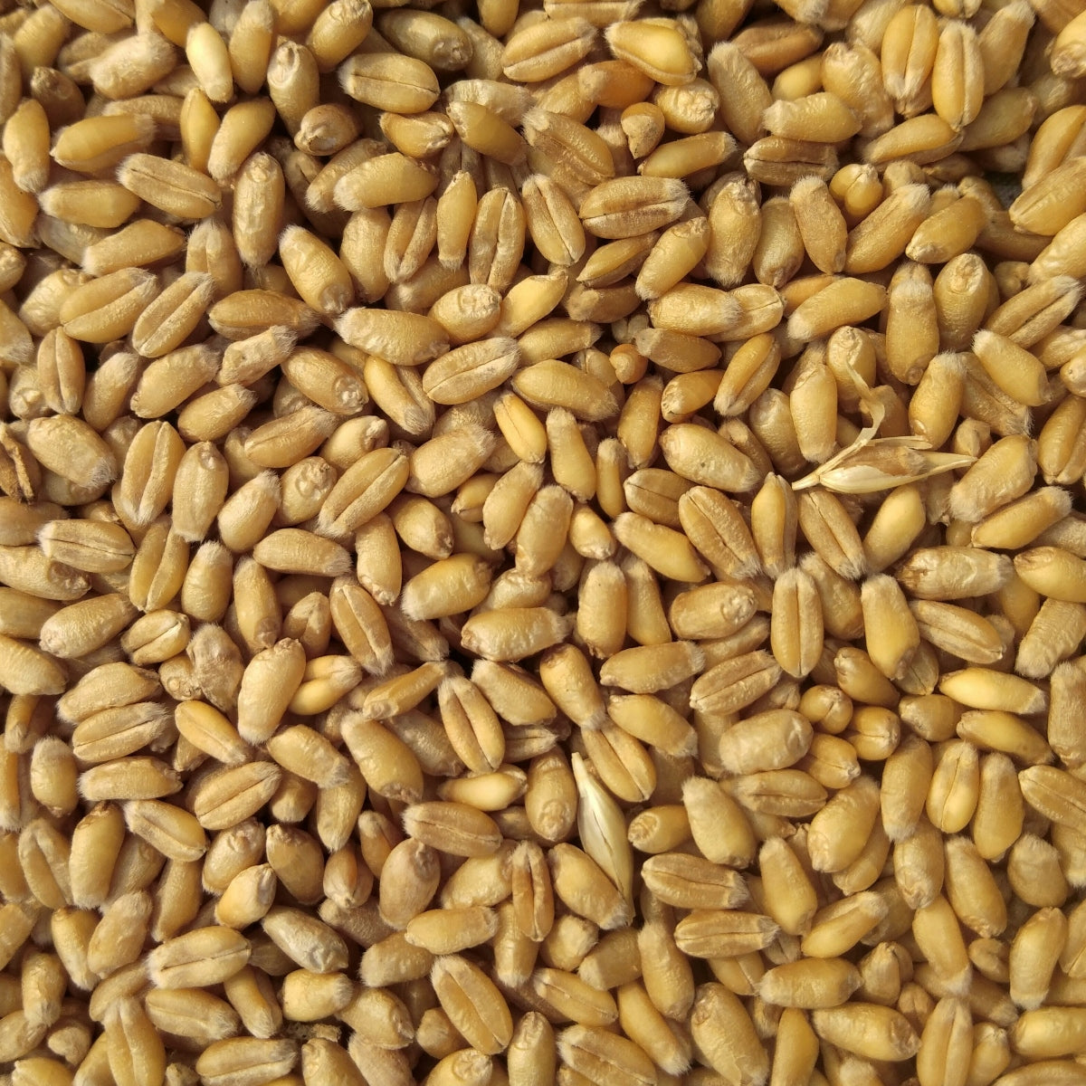 A bunch of wheat kernels containing gluten.