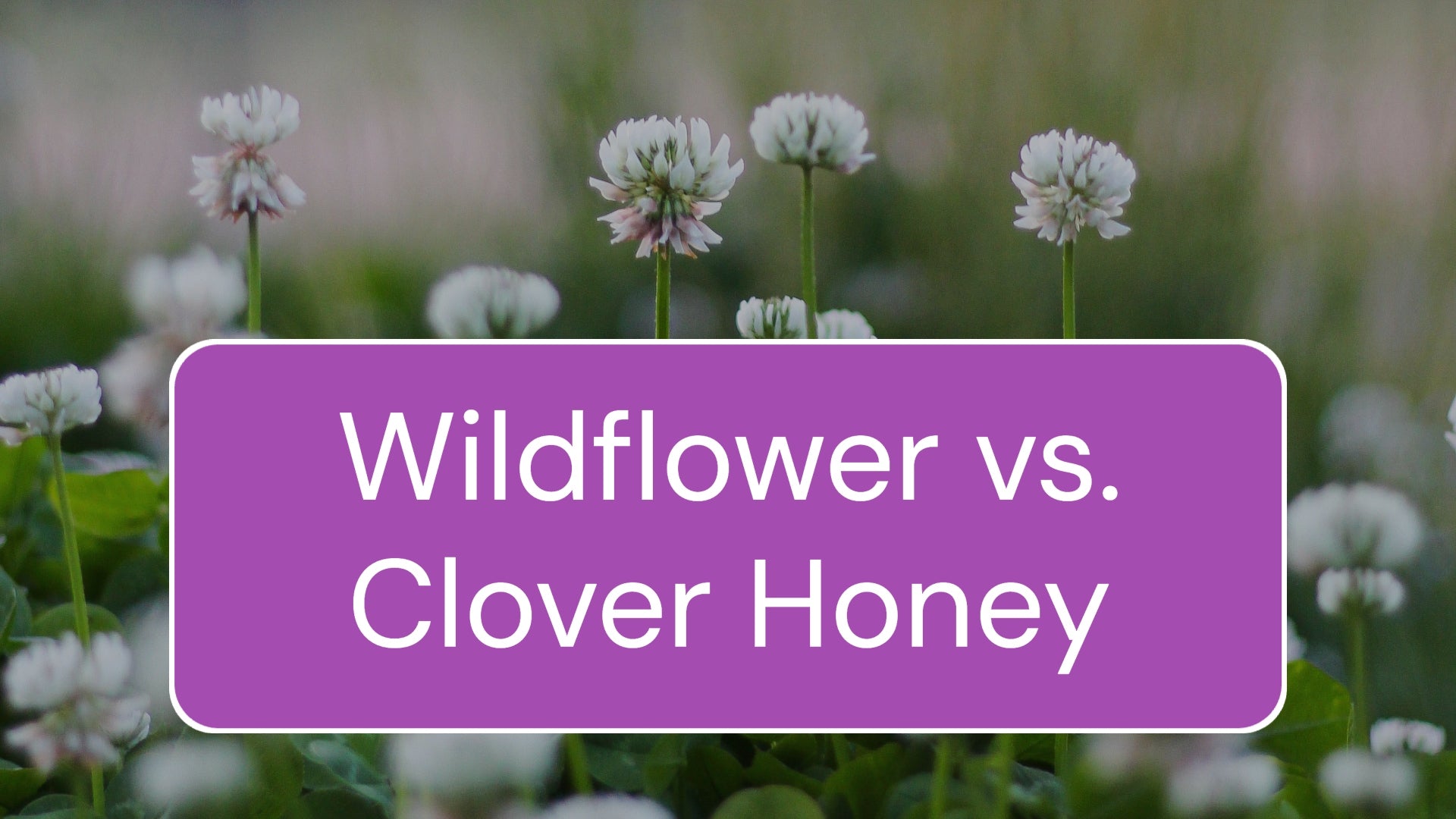 What Are The Differences Between Wildflower Honey and Clover Honey?